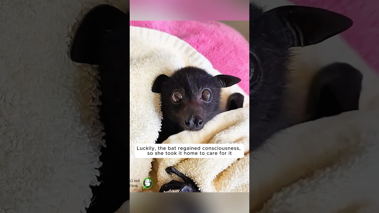 A girl rescued a dying baby bat and took it home