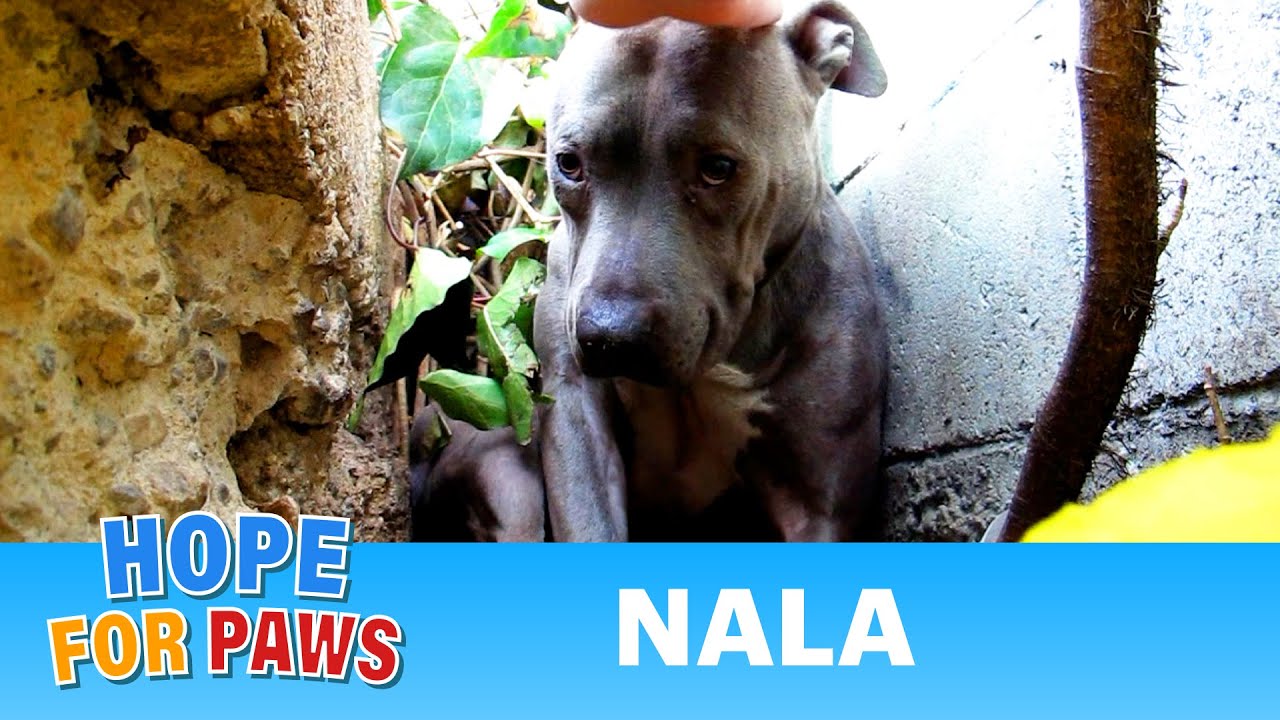 Nala - Scared stray Pit Bull living in a ditch - rescued! Please share on facebook & twitter #dog