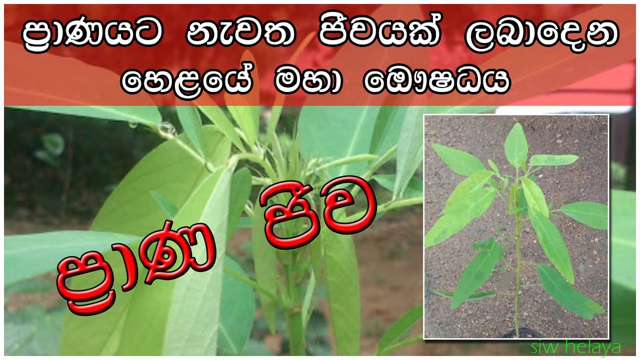prana jiwa # hela osu # thundos nasana Hela osu # siw helaya