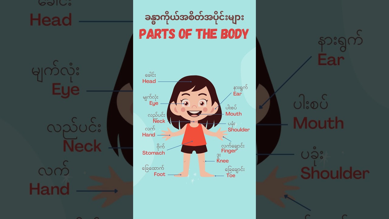 Let's Learn Parts of the Body! #education #learnenglish #learnmyanmar #kids