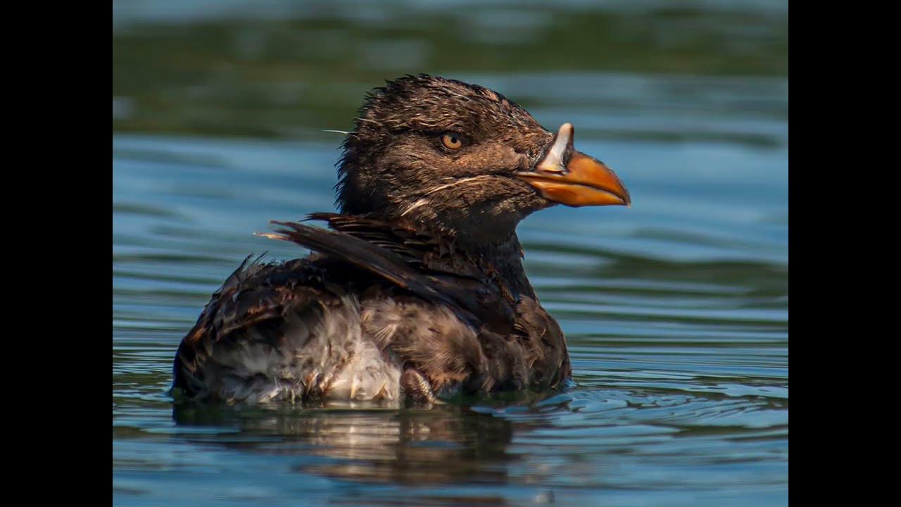 Favourite wildlife photos from south Vancouver Island