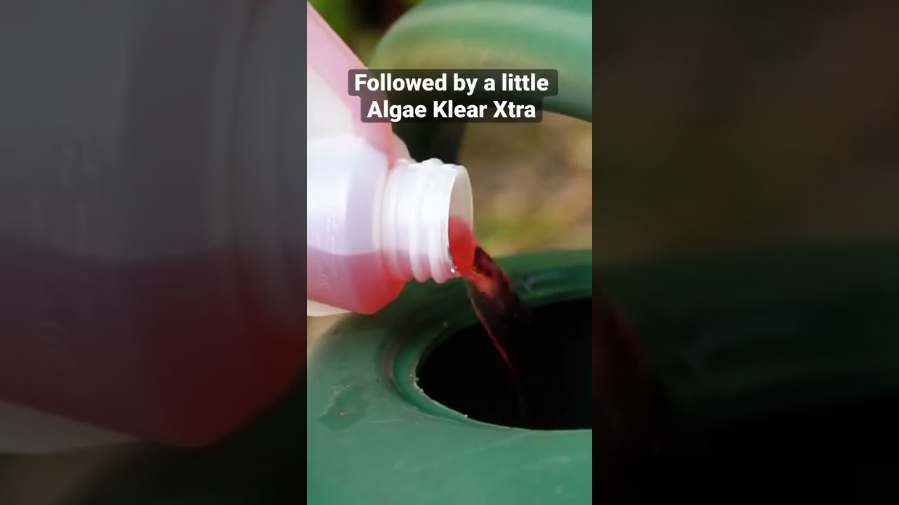 How to Get Rid of Pond Algae ✨ (without harming wildlife!)