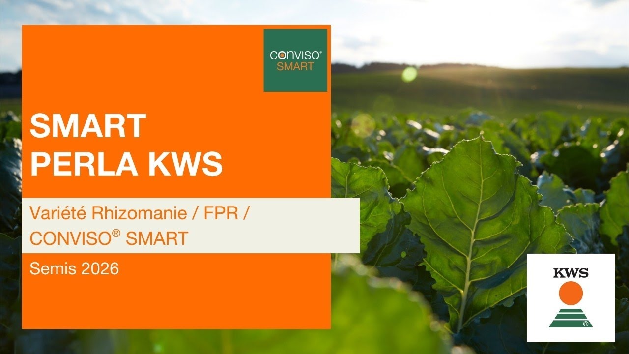 SMART PERLA KWS : Vari&eacute;t&eacute; Rhizomanie / FPR / CONVISO&reg; SMART
