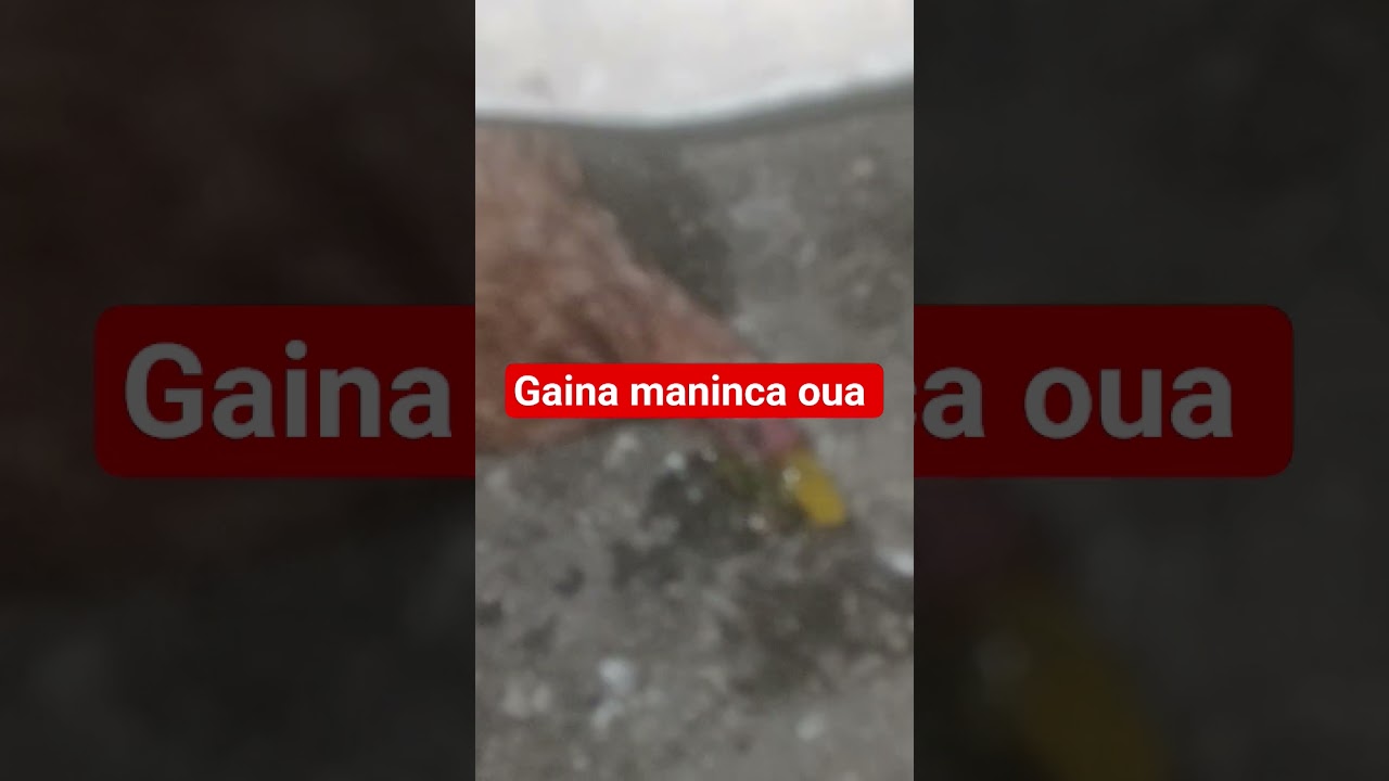 Gaina maninca oua 17-09-2025
