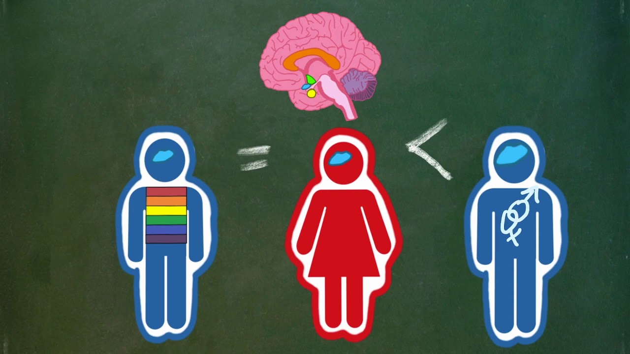 Sexual Dimorphism in the Human Brain