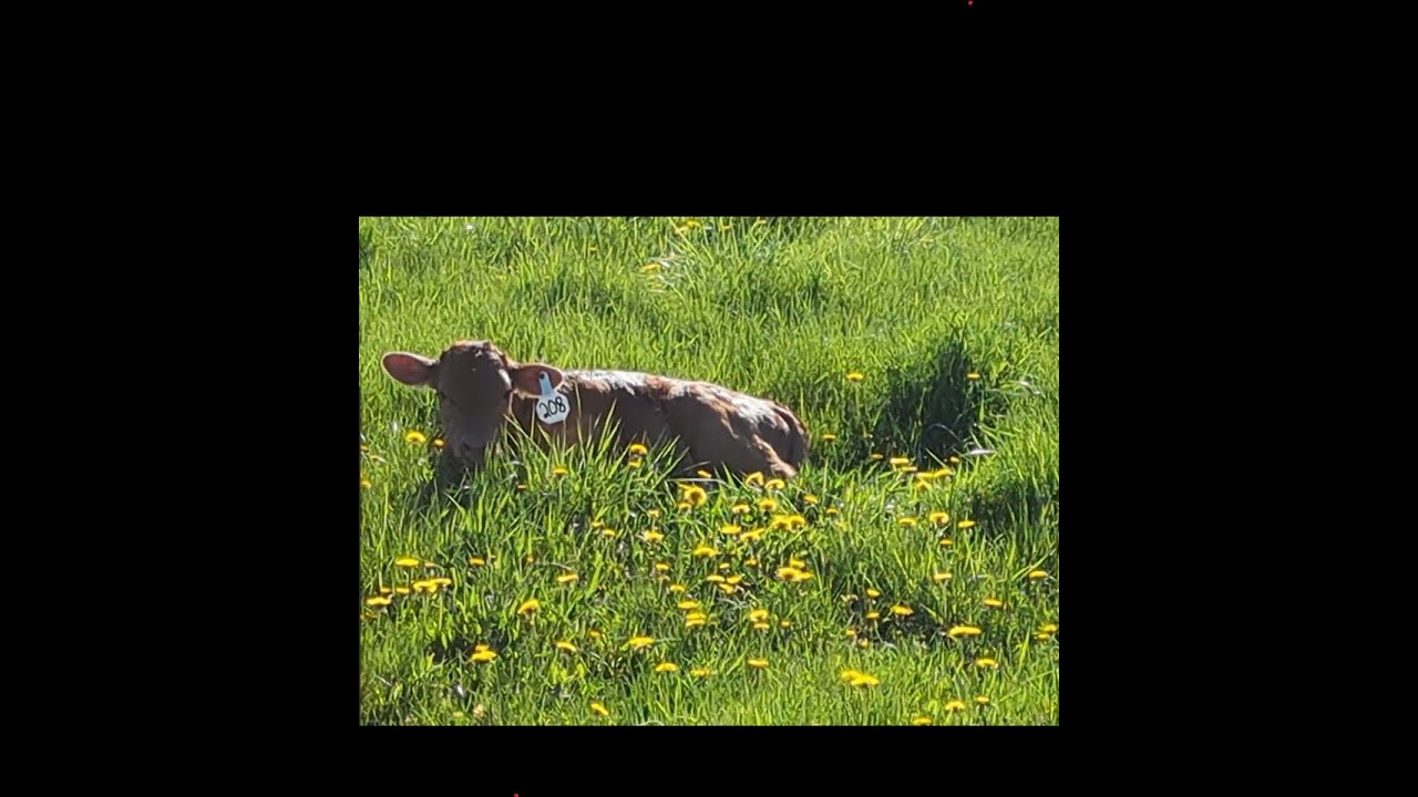 Beef cattle and Barbells eps 12 5