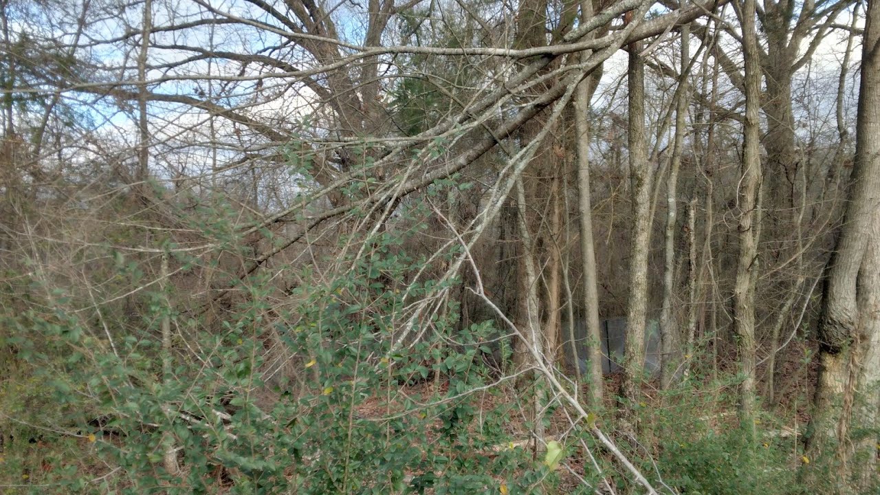 Your Daily Dose of East Texas Nature!
