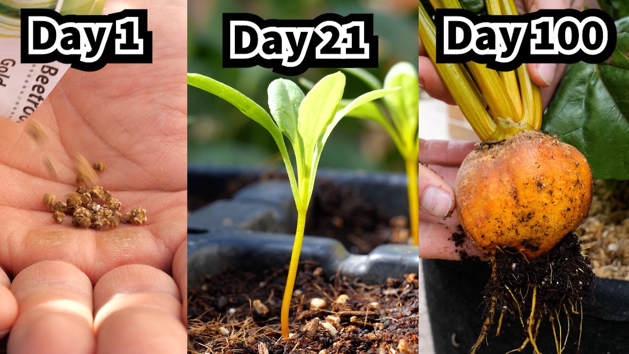 How to Grow Golden Beetroot from Seed to Harvest - Step by step