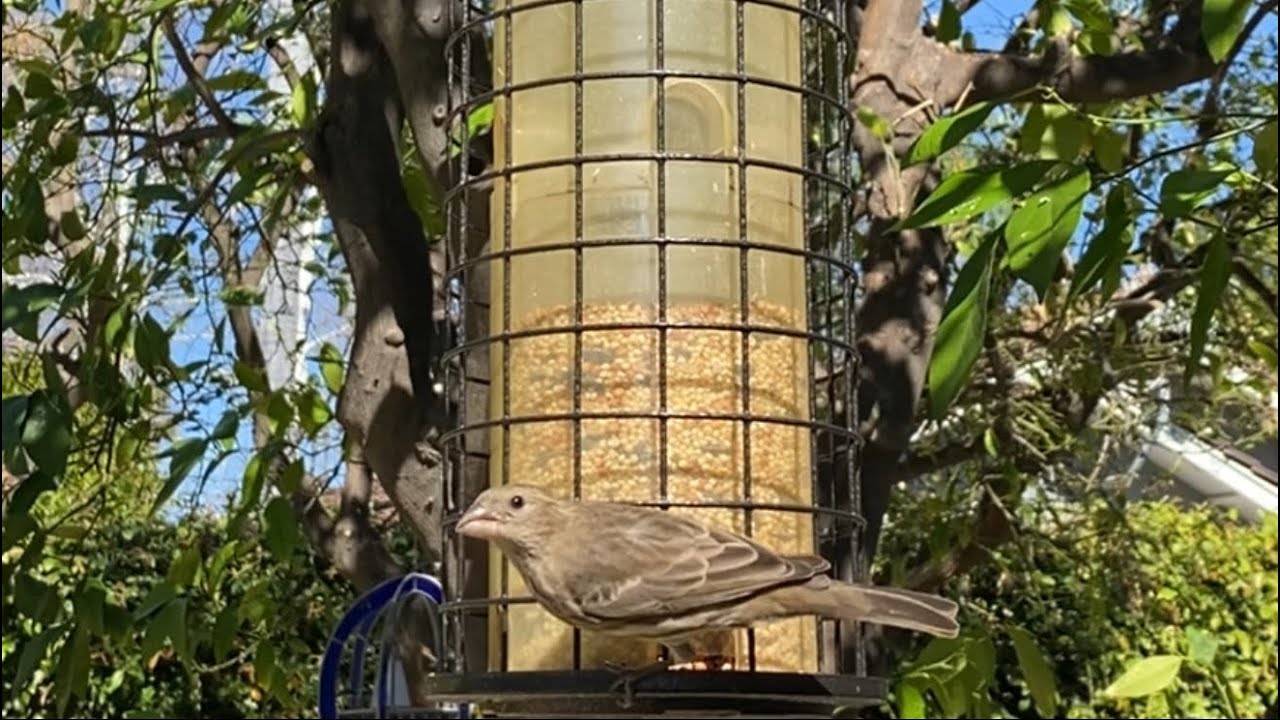 {ASMR} Birds eating out of a bird feeder