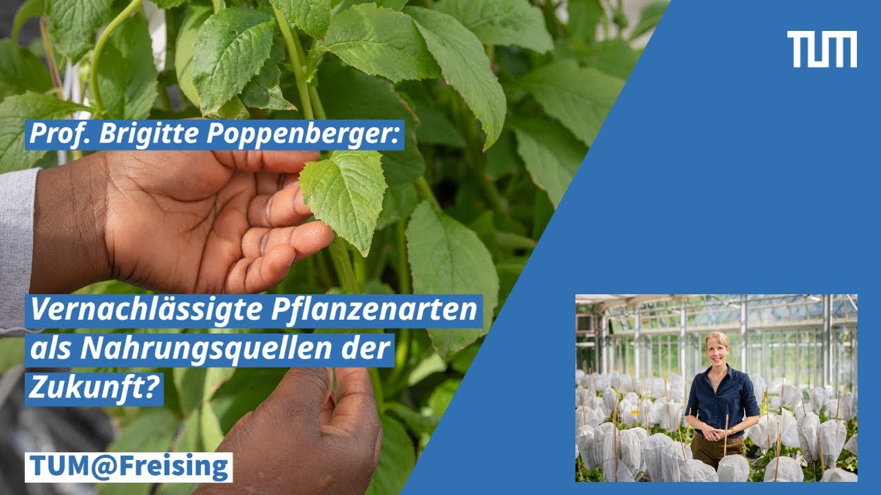TUM@Freising: Vernachlässigte Pflanzenarten als Nahrungsquellen der Zukunft?