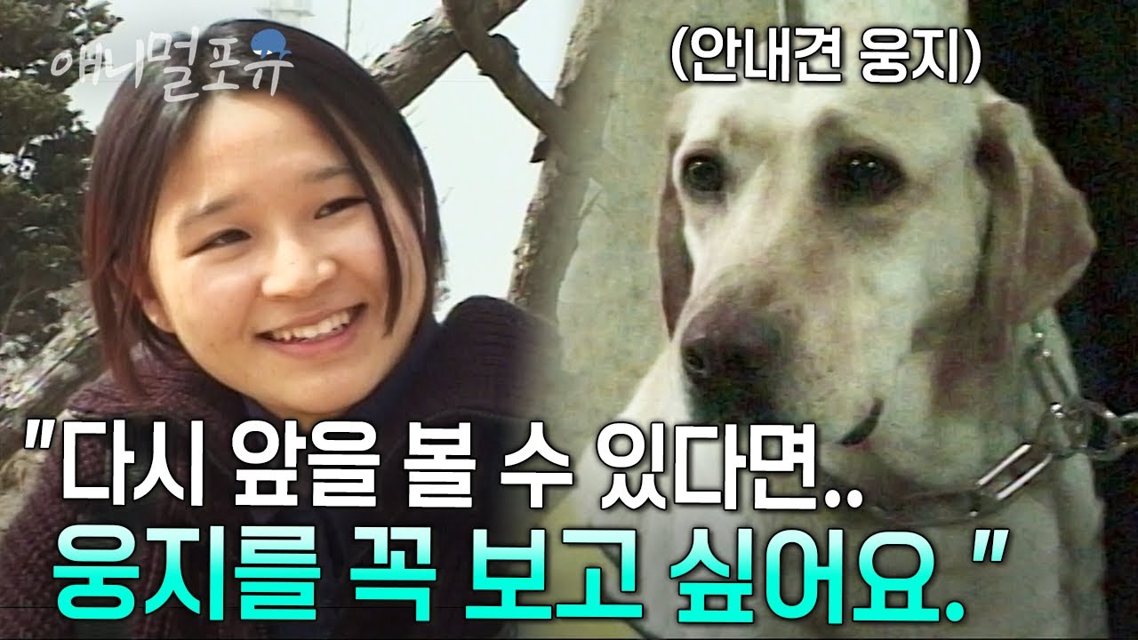 시각장애인 안내견과 함께 영화관에 간 홍경 씨. 무사히 관람할 수 있을까? | 사랑을 훈련받은 개, 안내견 웅지 | KBS 현장르포 제3지대 990401 방송