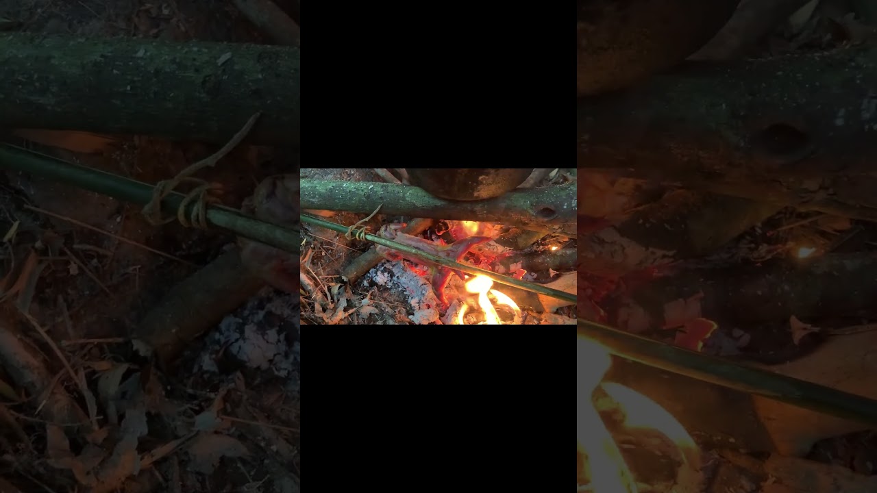 24 Hours Alone in the Tropical Jungle | Primitive Survival, Rat Trap & Bamboo Shoot Foraging