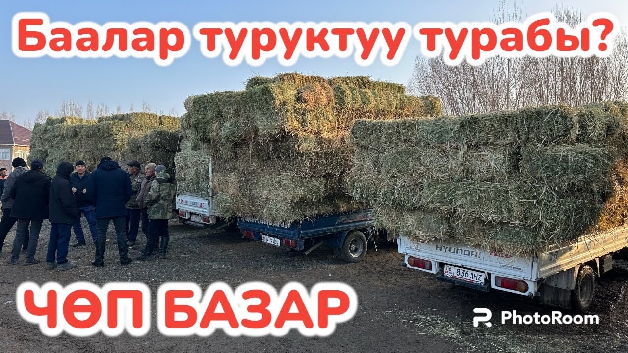 ЧӨП базардан ЖАҢЫЛЫК ~ Беде пресс, Эспарцет, Пая пресс, Ак чөп, Аңыз чөп, Саман пресс БААЛАРЫ