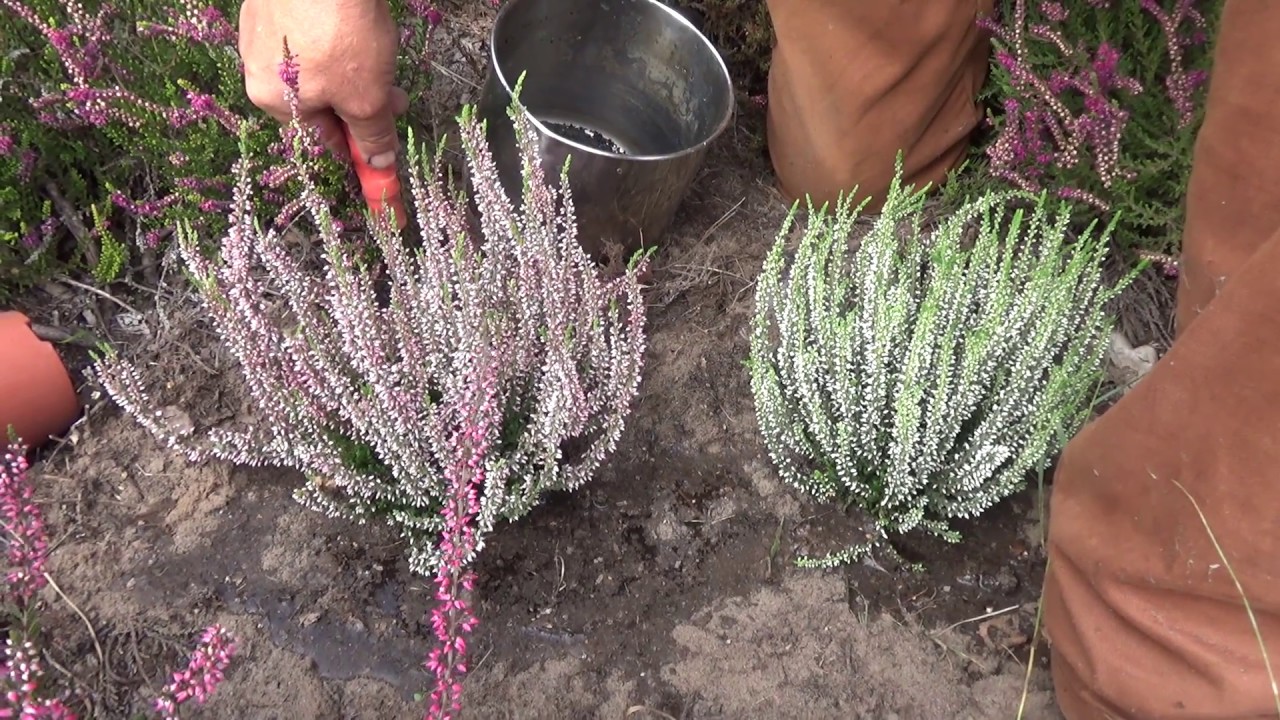 Jak posadzić i pielęgnować wrzosy