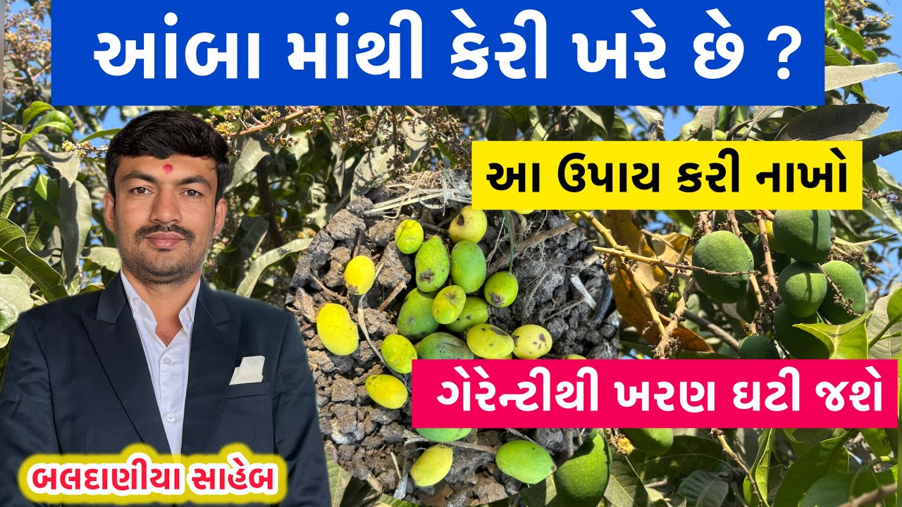 આંબા માંથી કેરી ખારવા ના કારણો અને આ છે એનો ઉકેલ જાણો @GJ4FARMING