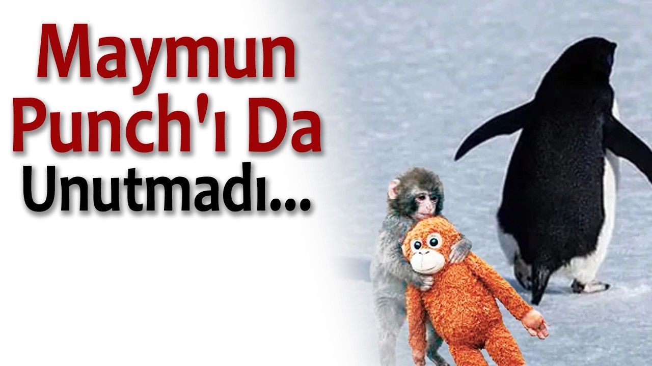 Sürüden Ayrıldı Şarkılara Konu Oldu!