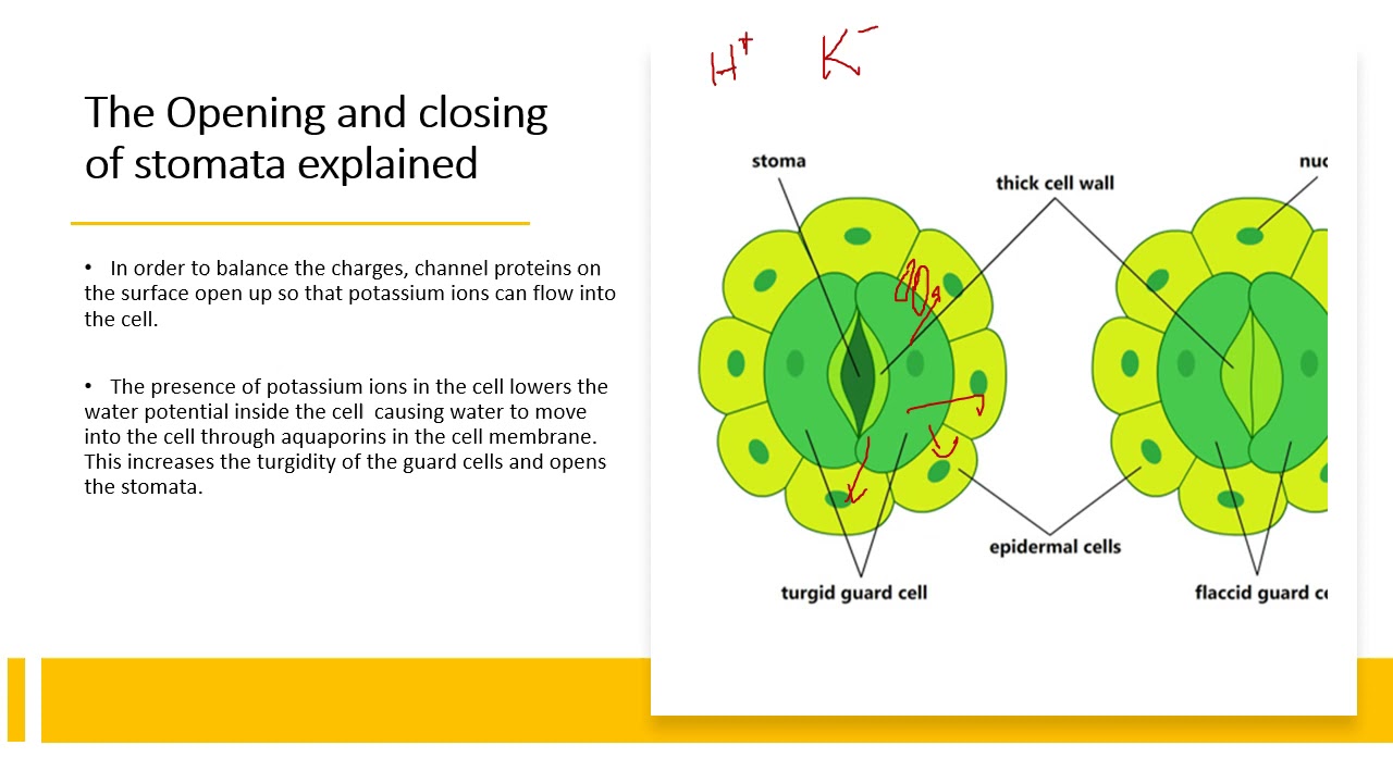 Chapter 14.5: Homeostasis in Plants