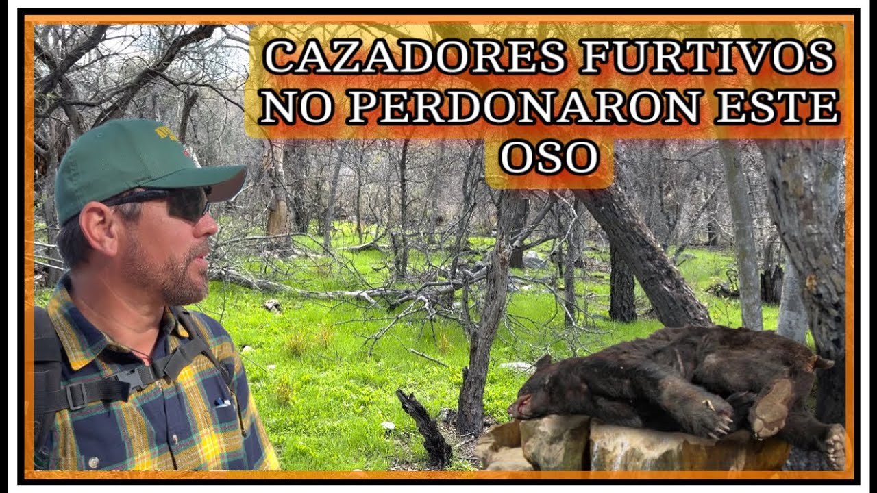 ACABARON CON UNO DE LOS OSOS QUE SALÍAN EN CAMARAS GENTE MALA