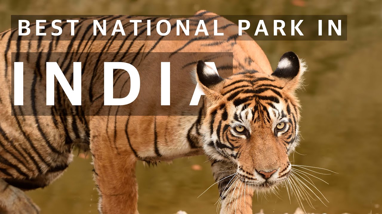 TOP 5 Tiger Reserves in India: Best National Parks for Tiger Sighting Ratio over the years