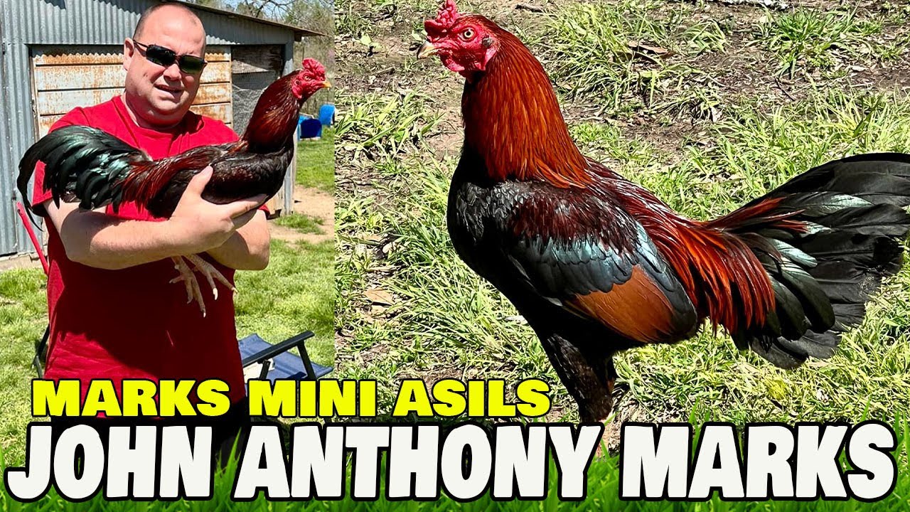 Marks Mini Asil John Anthony Marks | Кружки Marks Farm | Кружка Beautiful Birds Asil