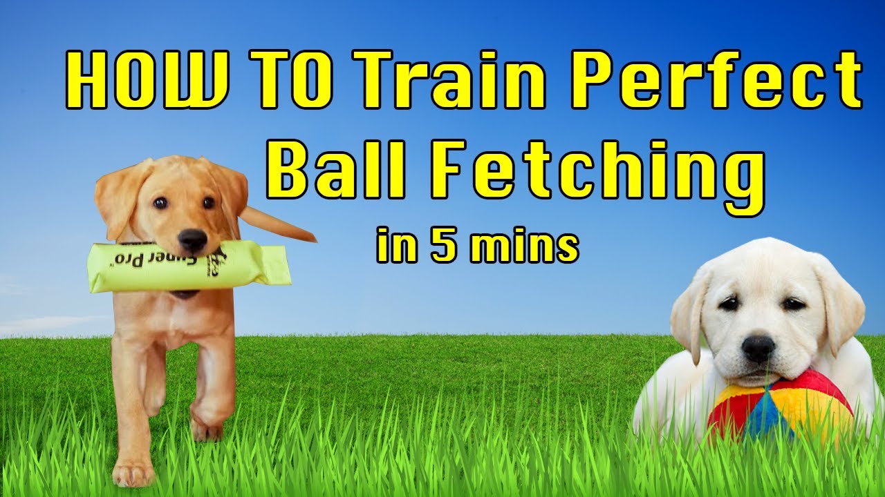 How To Train Your Dog To FETCH Perfectly! (Dog Training Tutorial)