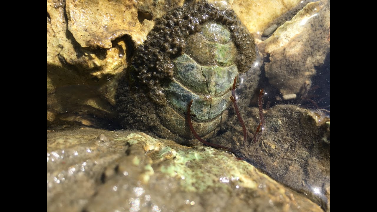 ENVC 420 Mudflats field trip 2020