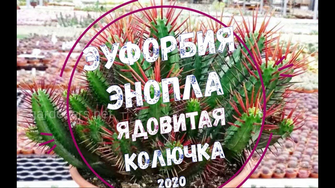 Эуфорбия Энопла -  ядовитая колючка / Euphorbia Enopla - Cute Poison Spike