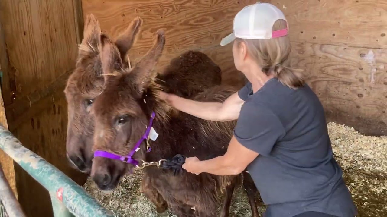 Haltering and handling a young unhandled Jenny donkey