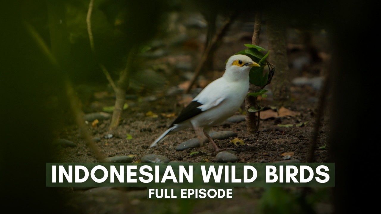 Bentang Nusantara: Burung dan Rumah Alaminya | Full Episode