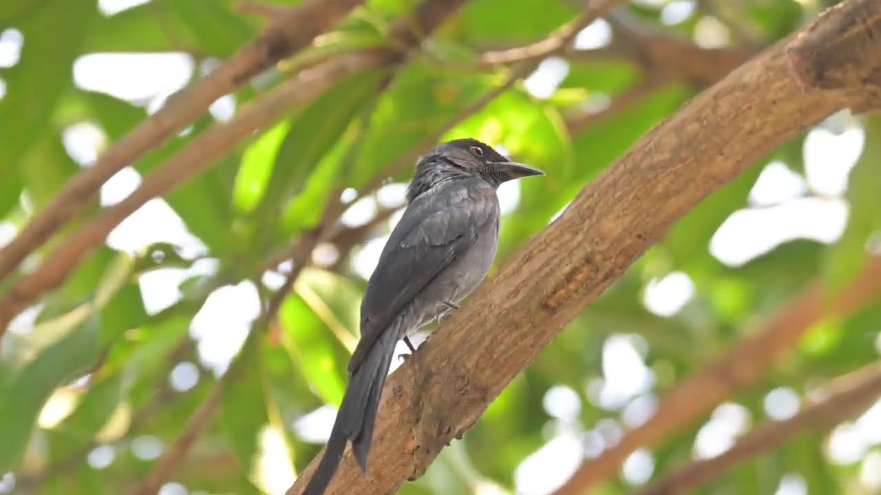 Common Native Birds