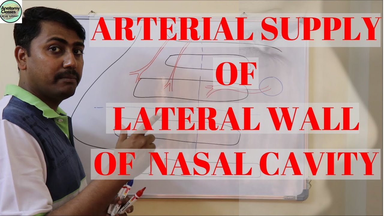 Arterial supply of Lateral wall of Nasal cavity