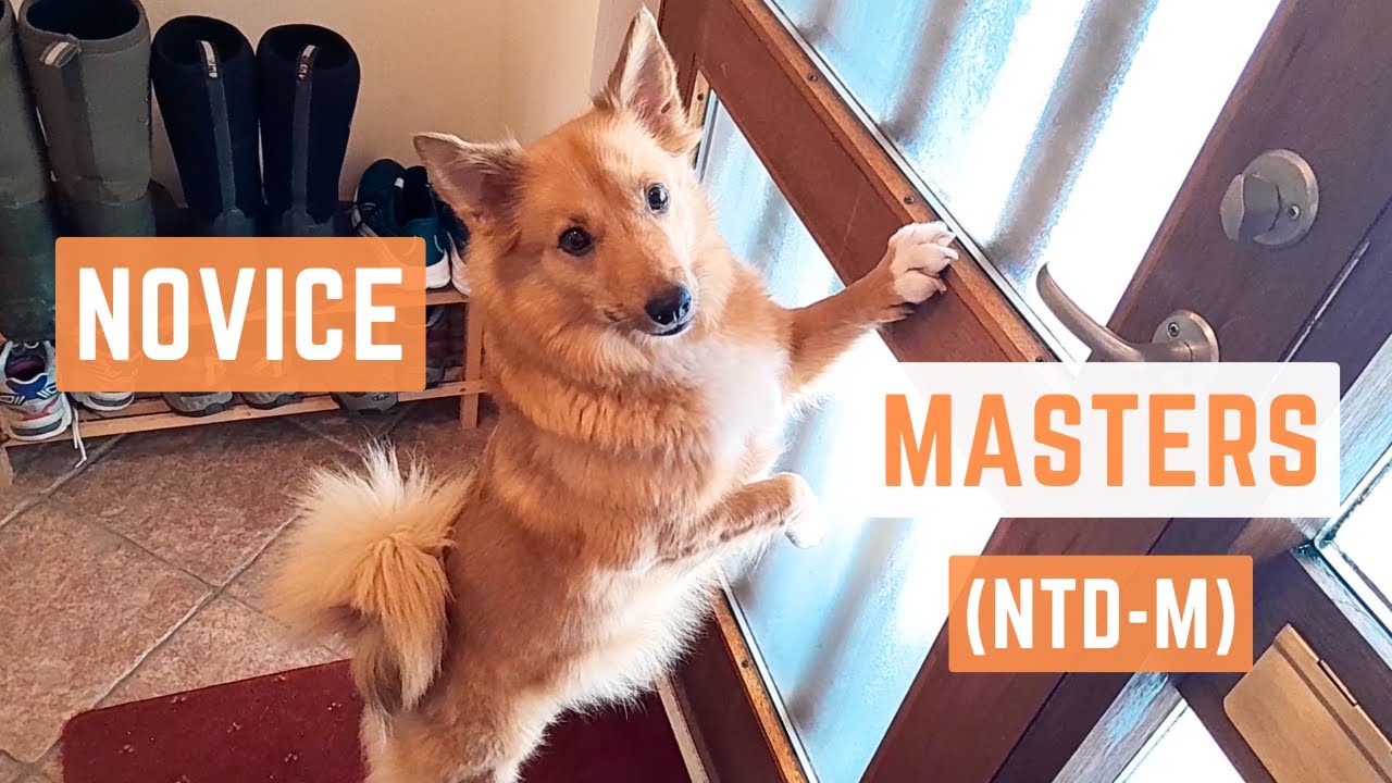 NOVICE MASTERS (NTD-M) - Icelandic Sheepdog Sara (Do More With Your Dog)