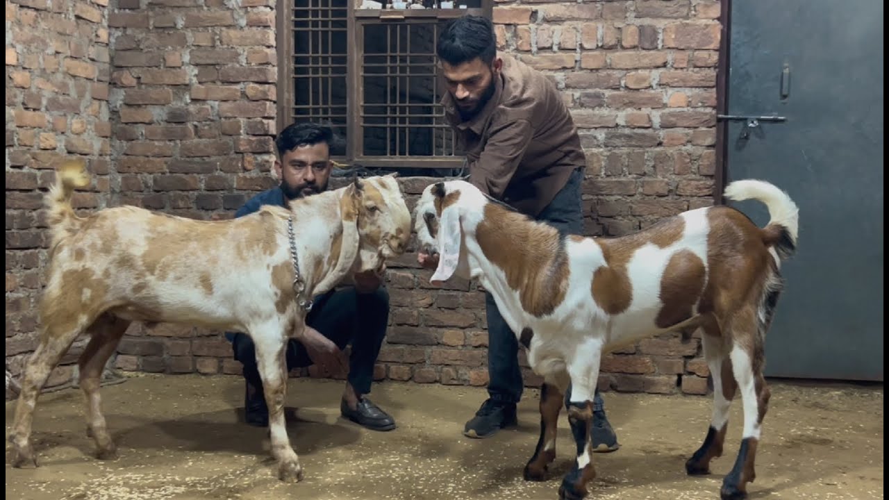 Mashallah quality goat buldozer palne wale bakre start