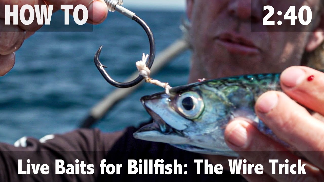 Livebaits for billfish the wire trick
