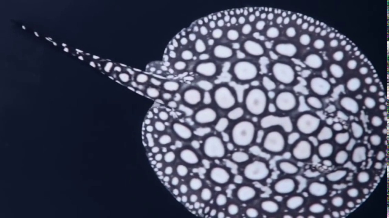 Скат Black Diamond Stingray