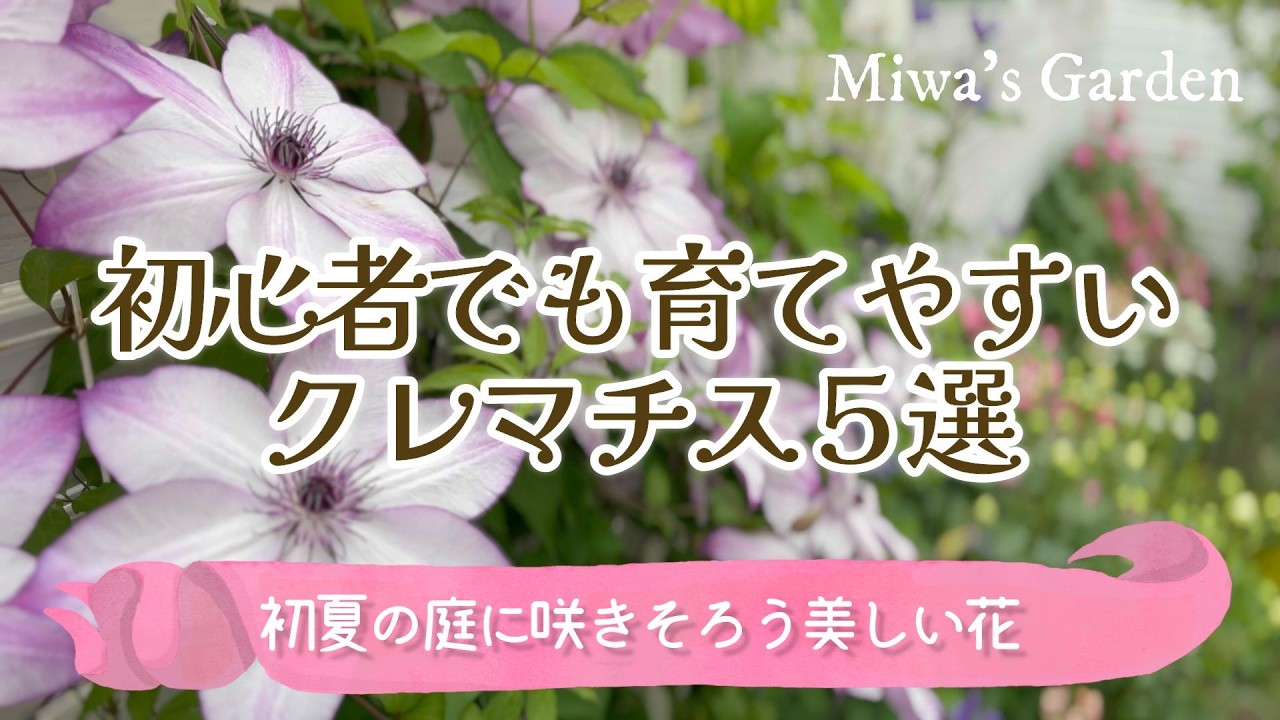 ガーデニング・初心者さん必見！育てやすいクレマチス５選｜初夏の庭づくりにおすすめ