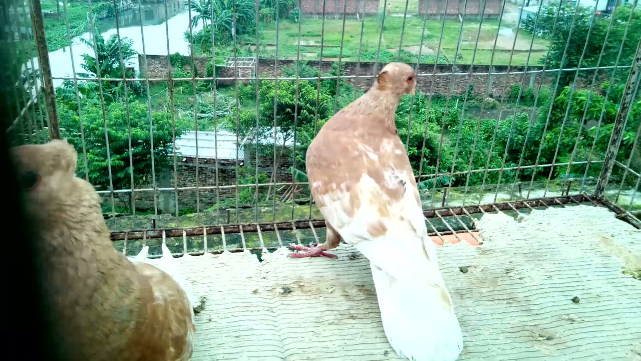 Unique Bahama pigeons ( Indonesian breeds)