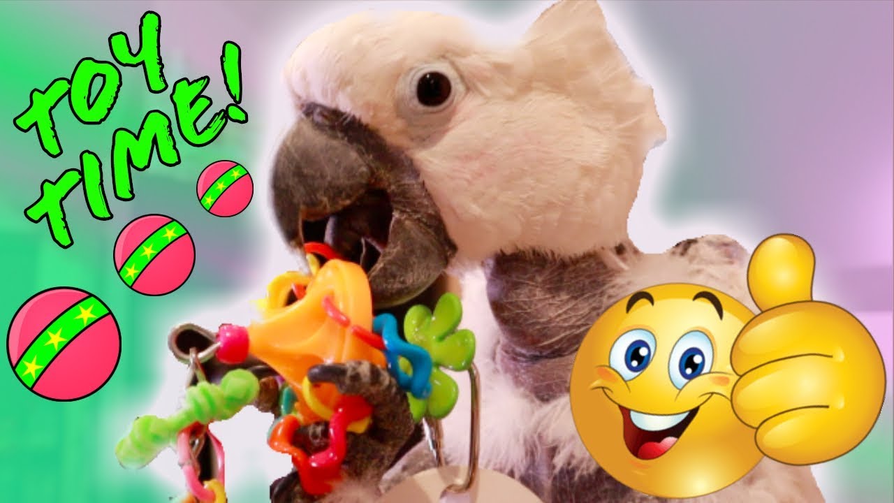 My Parrots Playing With Their New Toys!