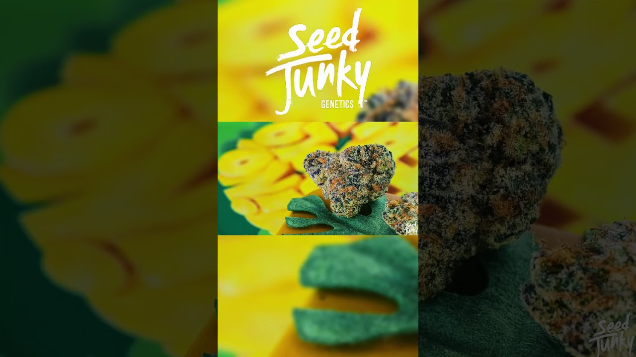 The Hottest Genetics #subscribe #seedjunky #marijuana #cultivation