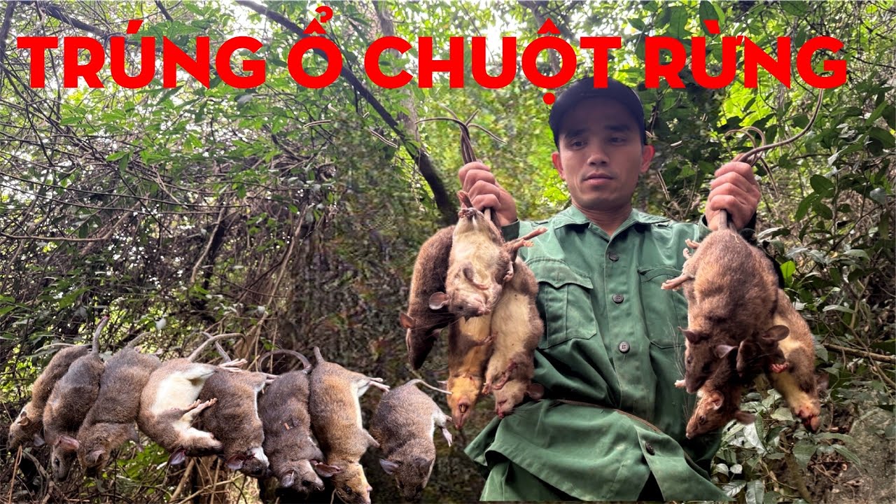 CHUỘT RỪNG CUỐN Ổ-TỰ THỢ RỪNG 