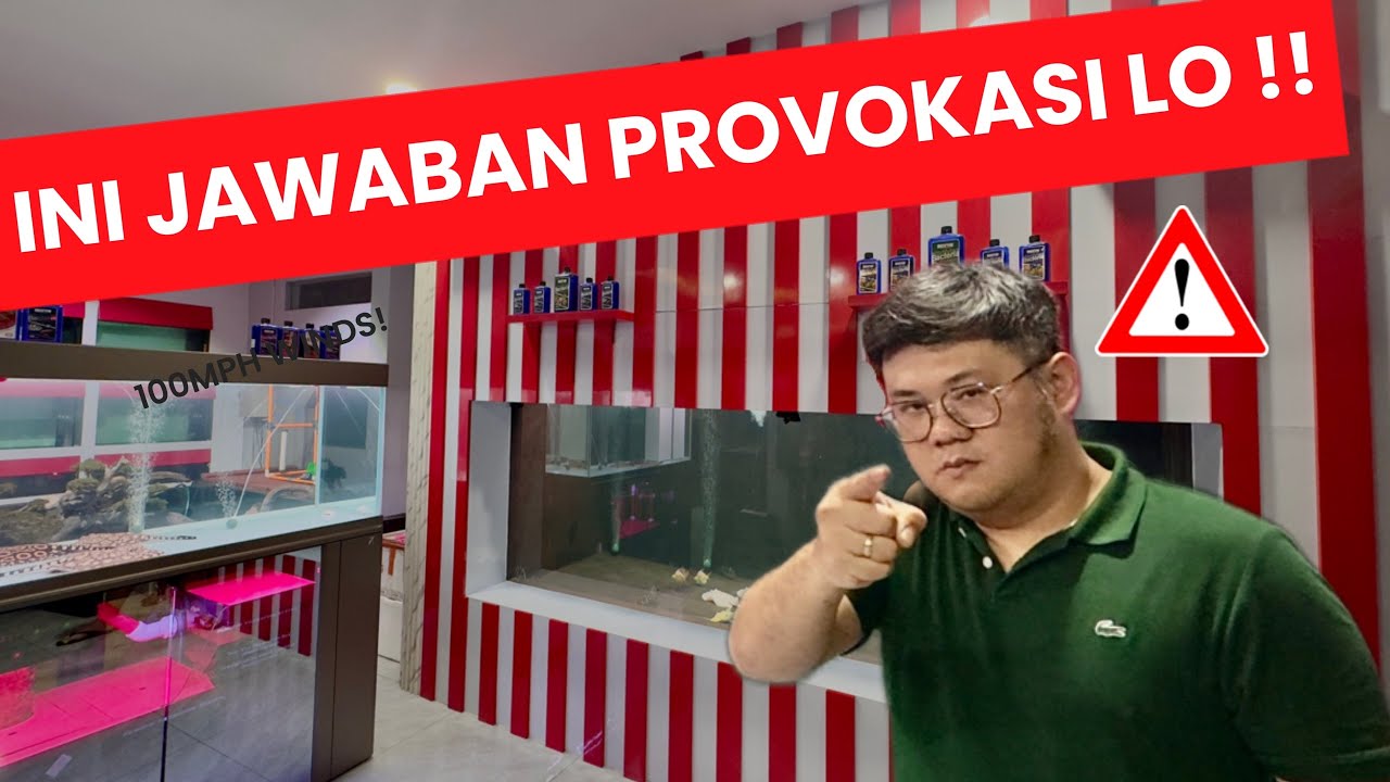 OKE GUA GAS !!! LAGI ENAK ENAKNYA PELIHARA IKAN PREDATOR TANPA NGONTEN MALAH DI PROVOKASI TERUS