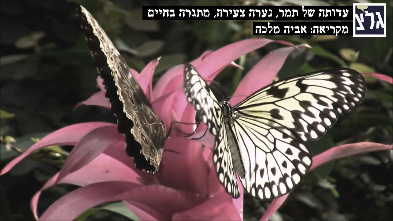 תמר, נערה צעירה, מתגרה בחיים - אביה מלכה
