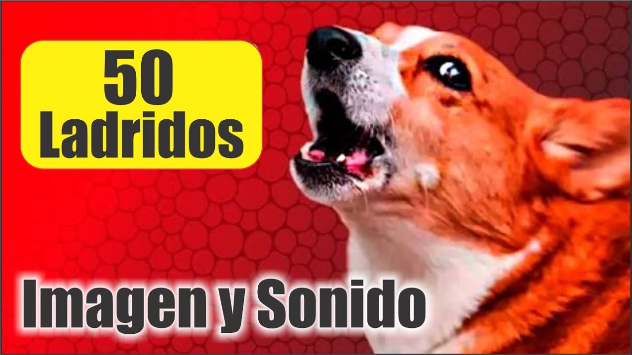 50 PERROS LADRANDO FUERTE para MOLESTAR A PERROS Y GATOS el mejor Sonido!! 📢 🐾