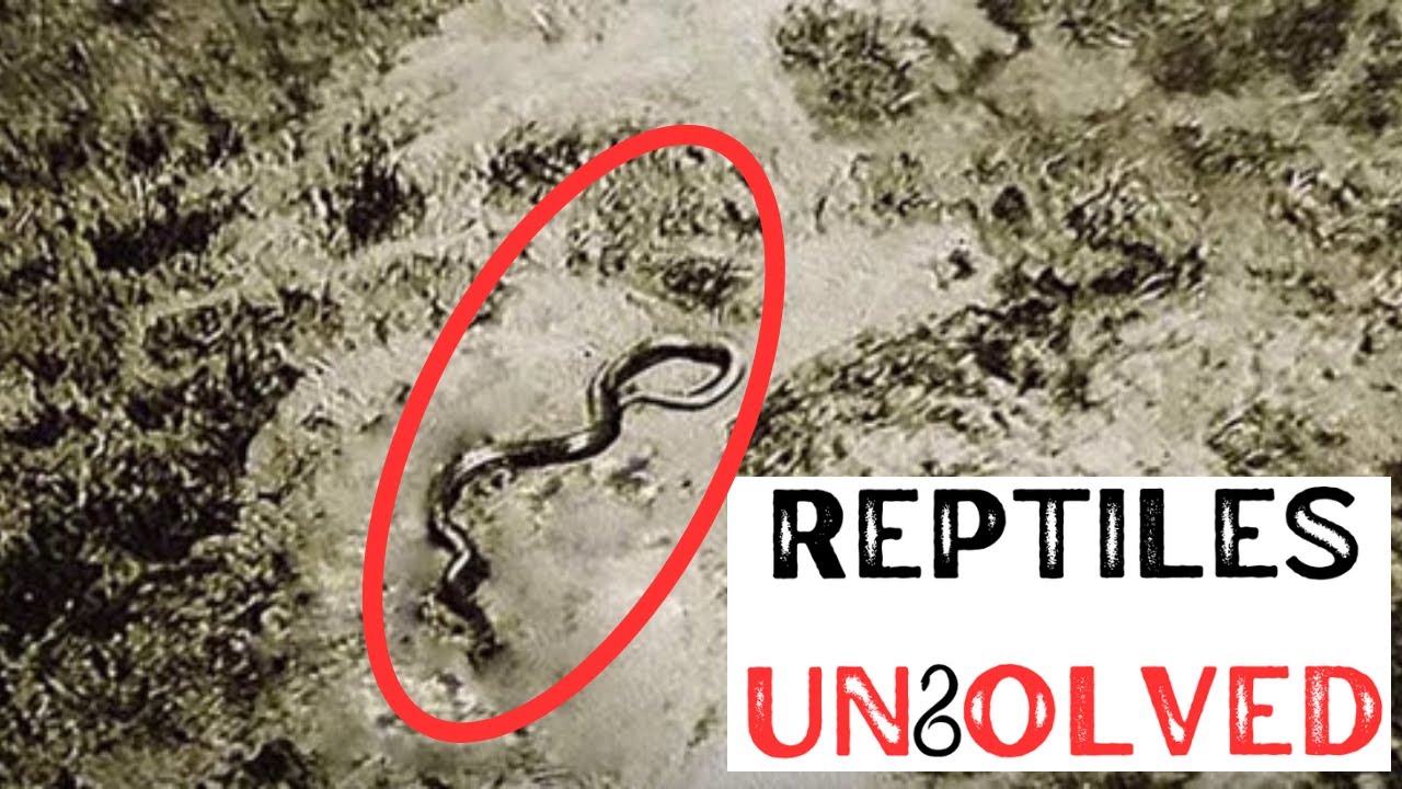 Неразгаданная тайна 50-футовой конголезской змеи!