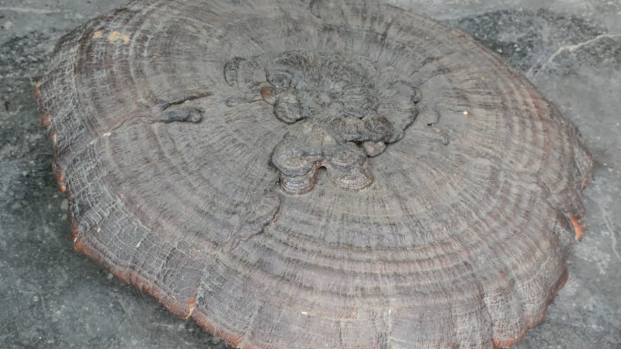 Umbrella-sized 'mushroom of immortality' found in SW China