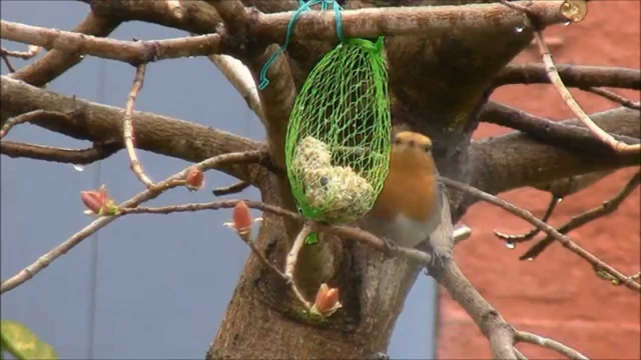 R&oslash;dk&aelig;lk, R&oslash;dhals, Erithacus Rubecula