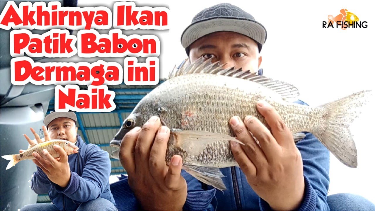 Akhirnya !!! Ikan Babon Patik / Bekukon Dermaga Pacitan ini Naik #spotmancing #ikanpatik