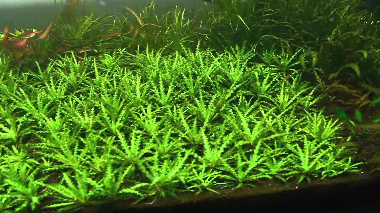 Downoi (Pogostemon helferi) 2011-08-31