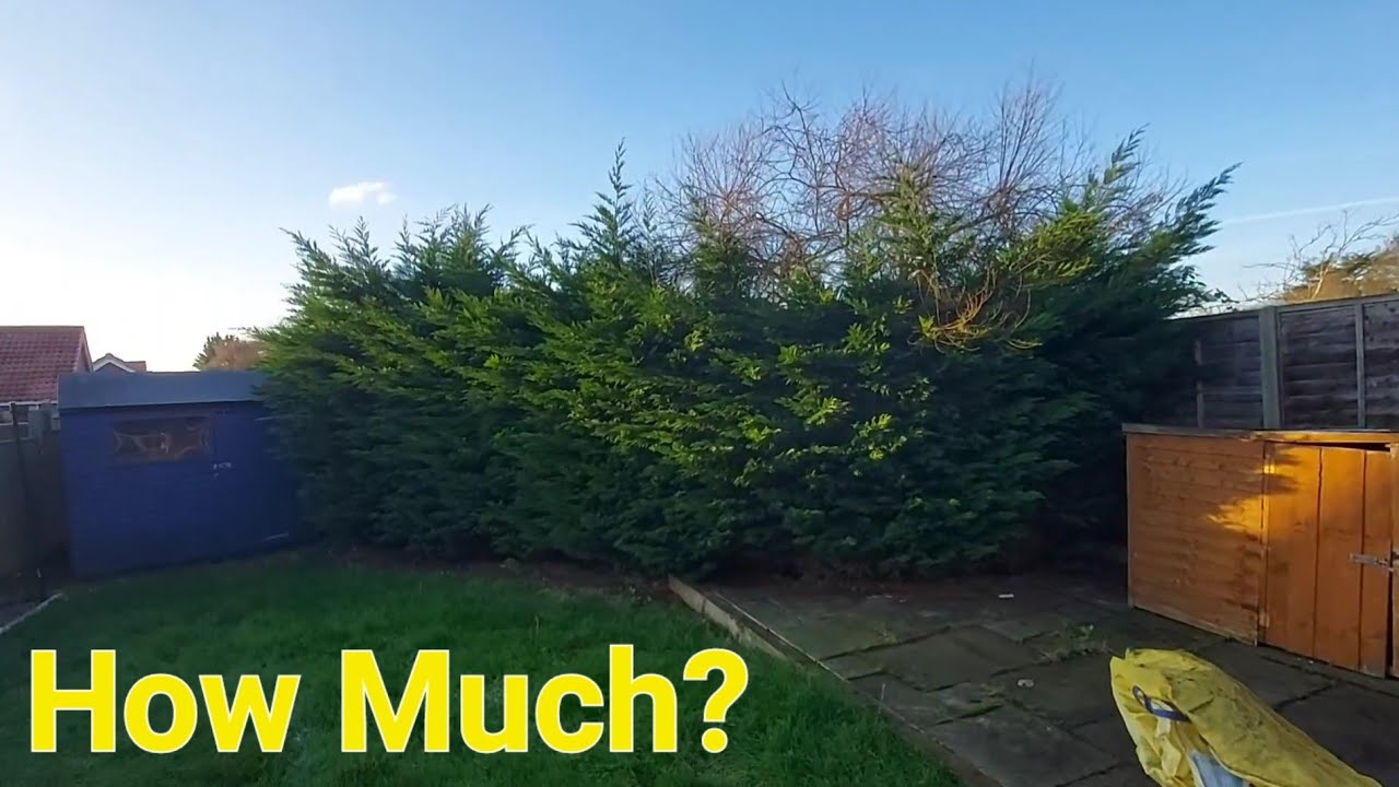 HOW MUCH do I charge to cut the Conifers down?