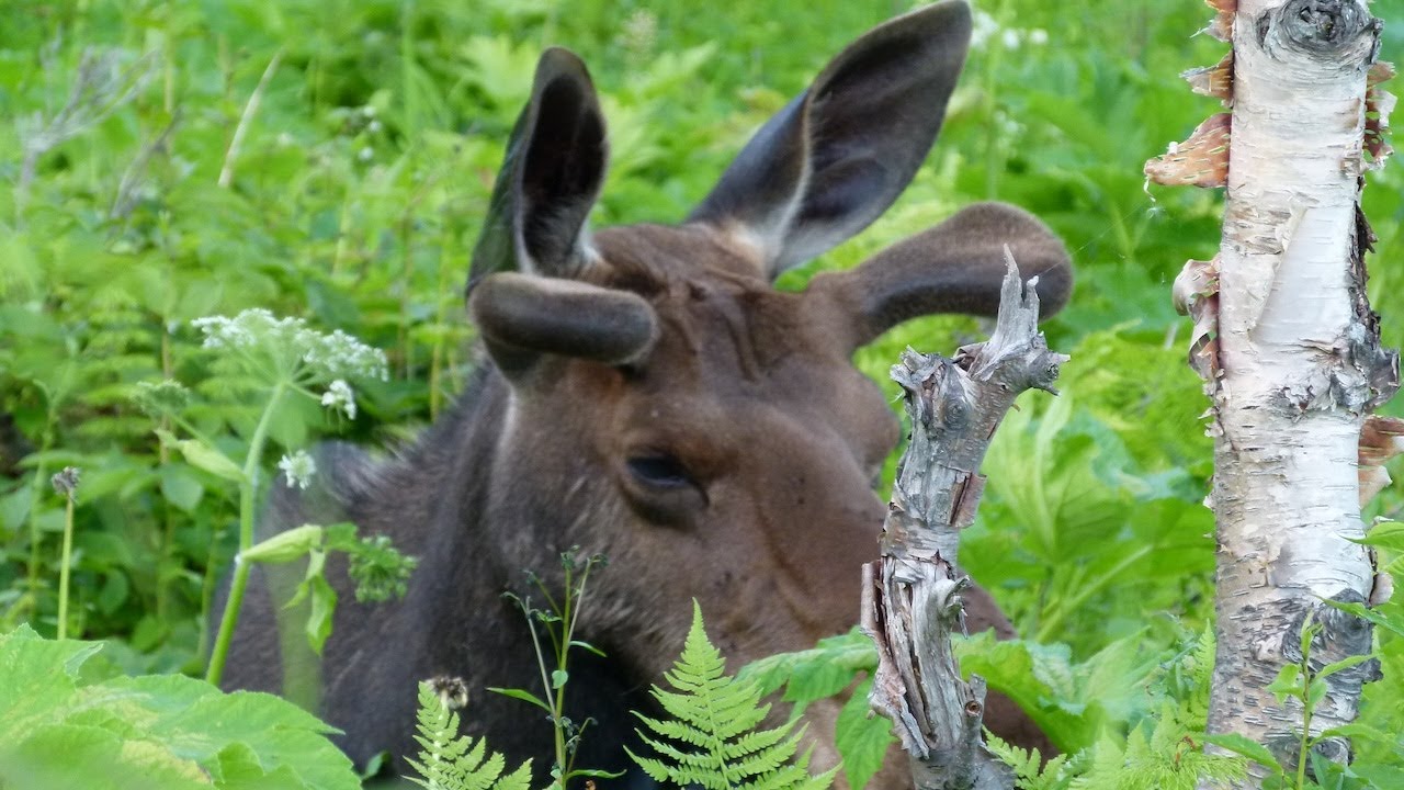 Bien observer les orignaux dans le Parc national de la Gaspésie